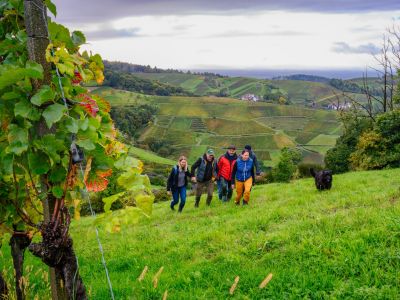 Wanderer im Herbst bei einem Rebstück mit bunten Blättern