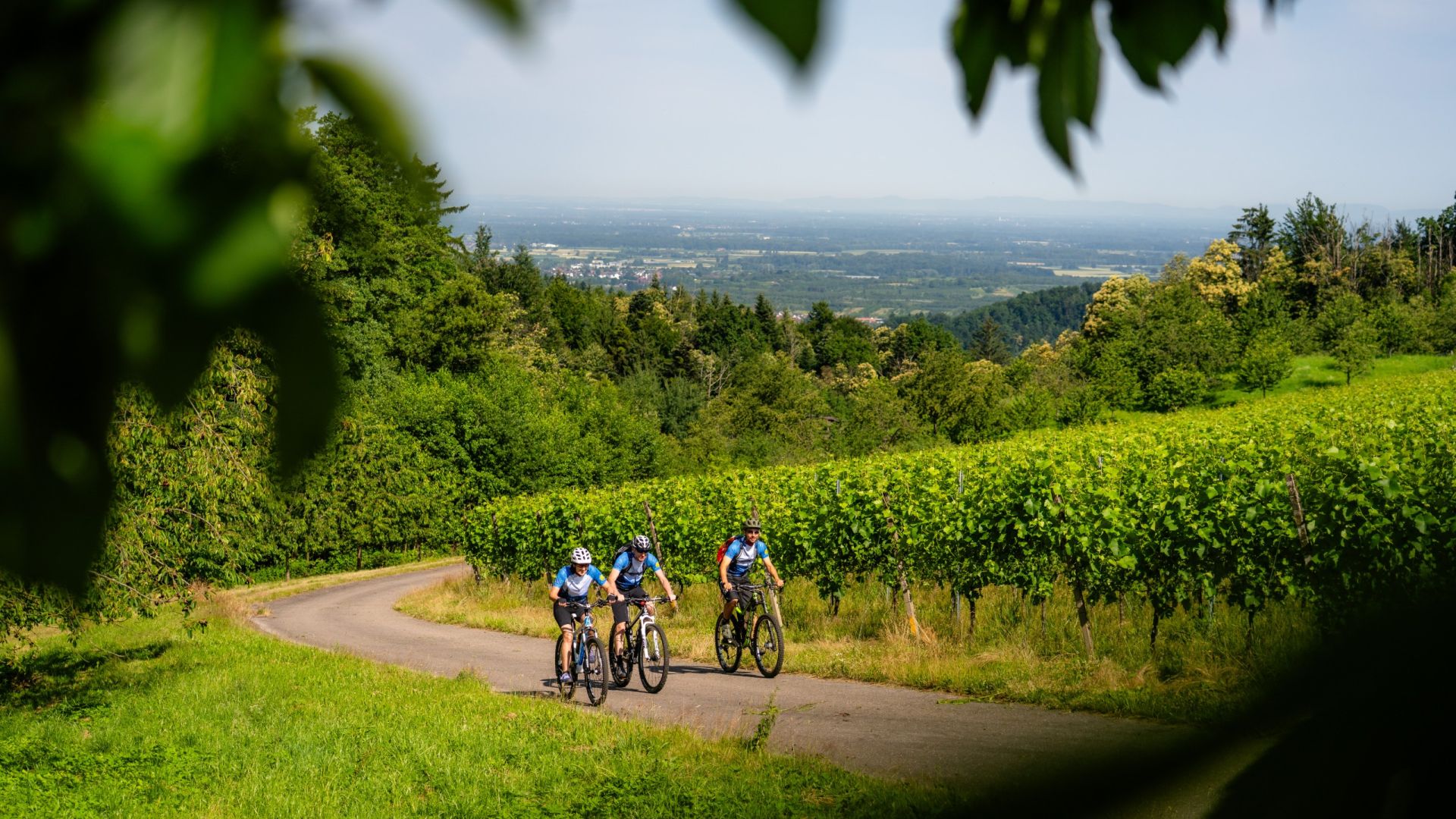 drei Mountainbike Fahrer in den Reben im Sommer