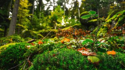 Moos und Blätter Waldboden