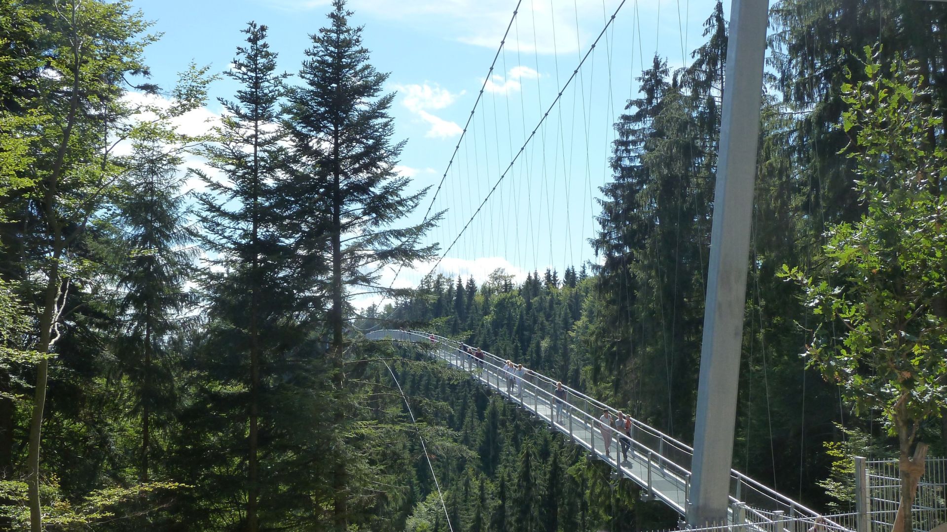 Baumwipfelpfad, Hängebrücke im Wald