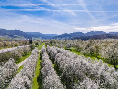 Panoramabild mit blühenden Kirschbäumen und blauen Himmel
