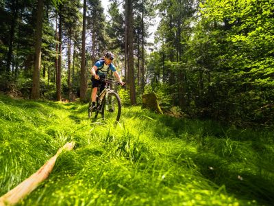 Mountainbike Fahrer im Wald, Tannen und Laubbäume, grünes Gras am Waldboden