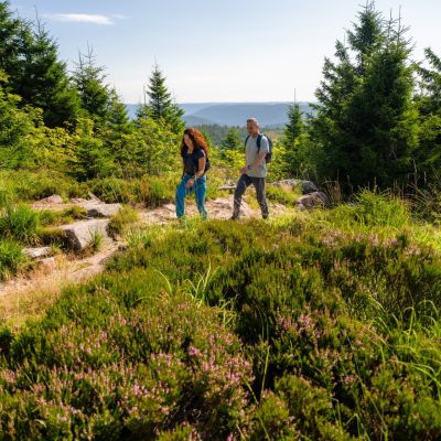 zwei Wanderer auf den Grinden mit Erikablüte und Tannen