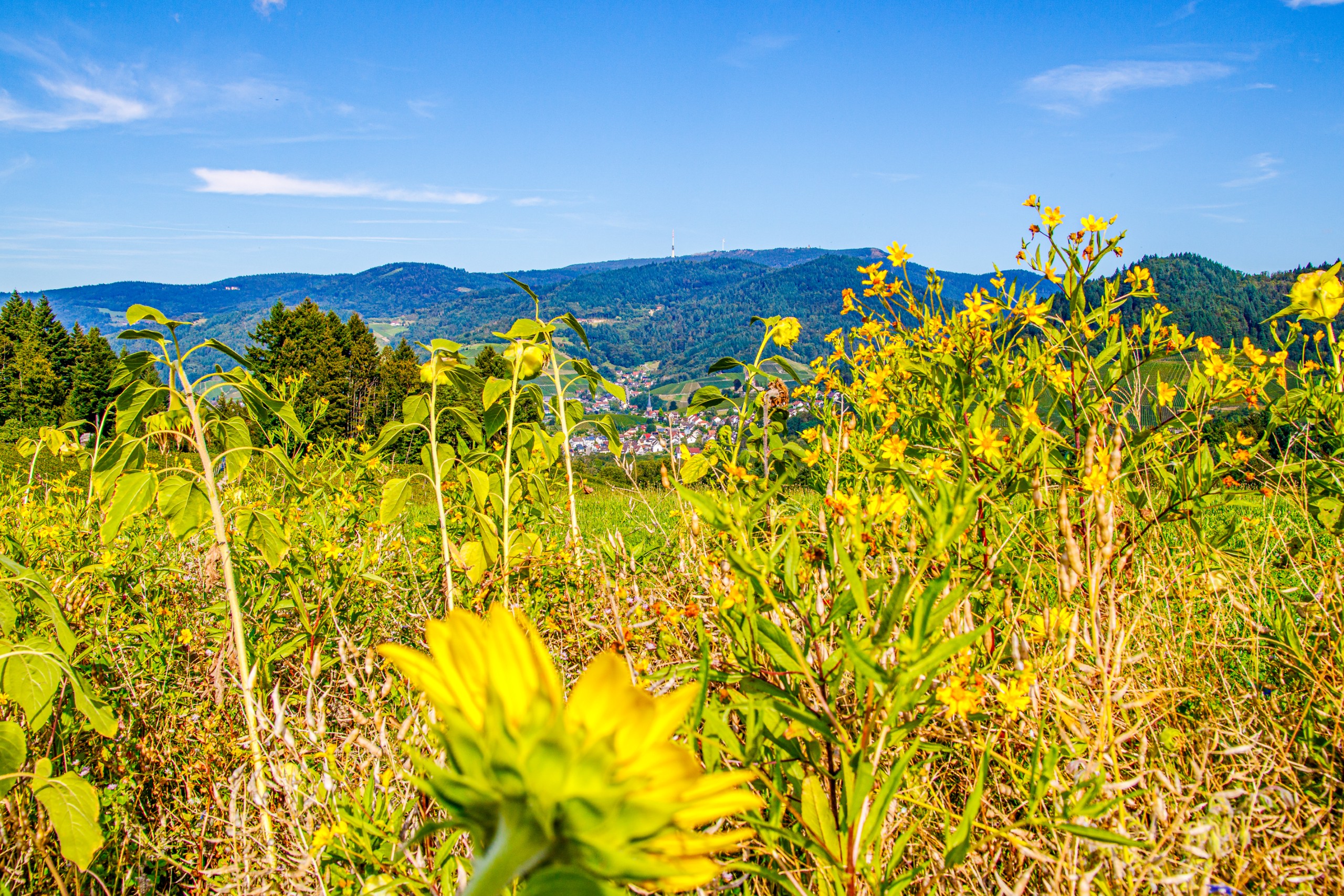 Blick auf Sonnenblumen und auf die Berge mit der Hornisgrinde